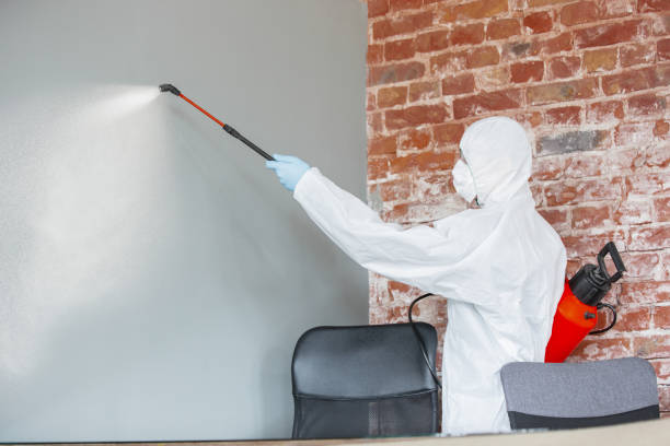 Mold Odor Removal Services